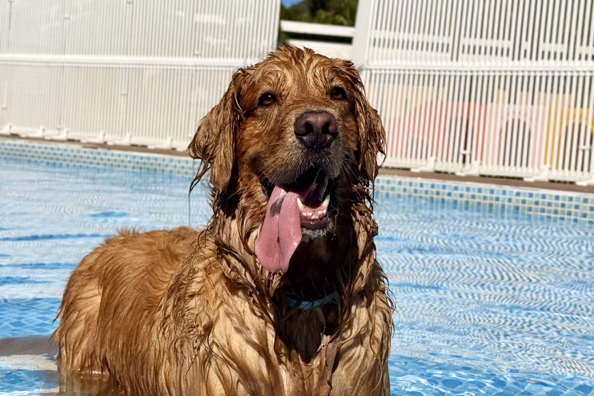 Como escolher um hotel para cachorro no Rio de Janeiro Tutor conhecendo a estrutura de um hotel para cães antes de decidir