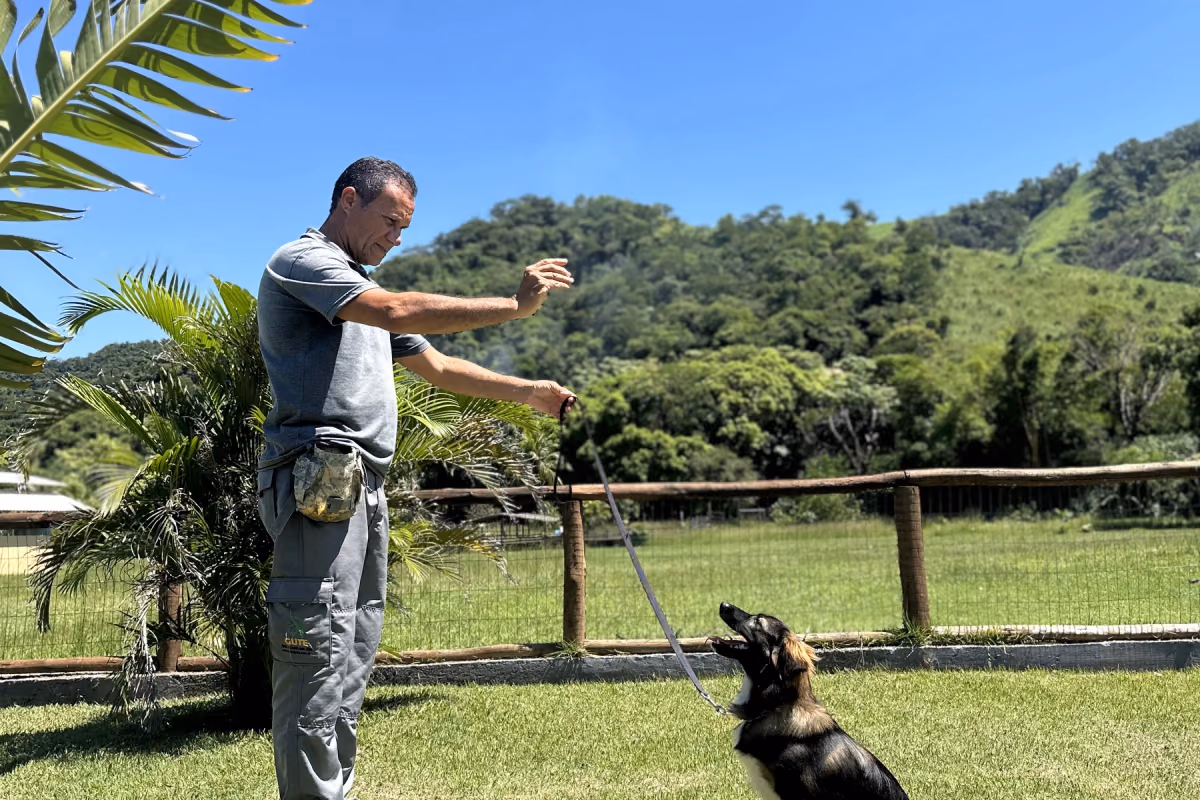 Como fazer o cachorro obedecer (e por que o vídeo não resolveu) Adestrador dando um sinal com a mão para um cão sentado no gramado