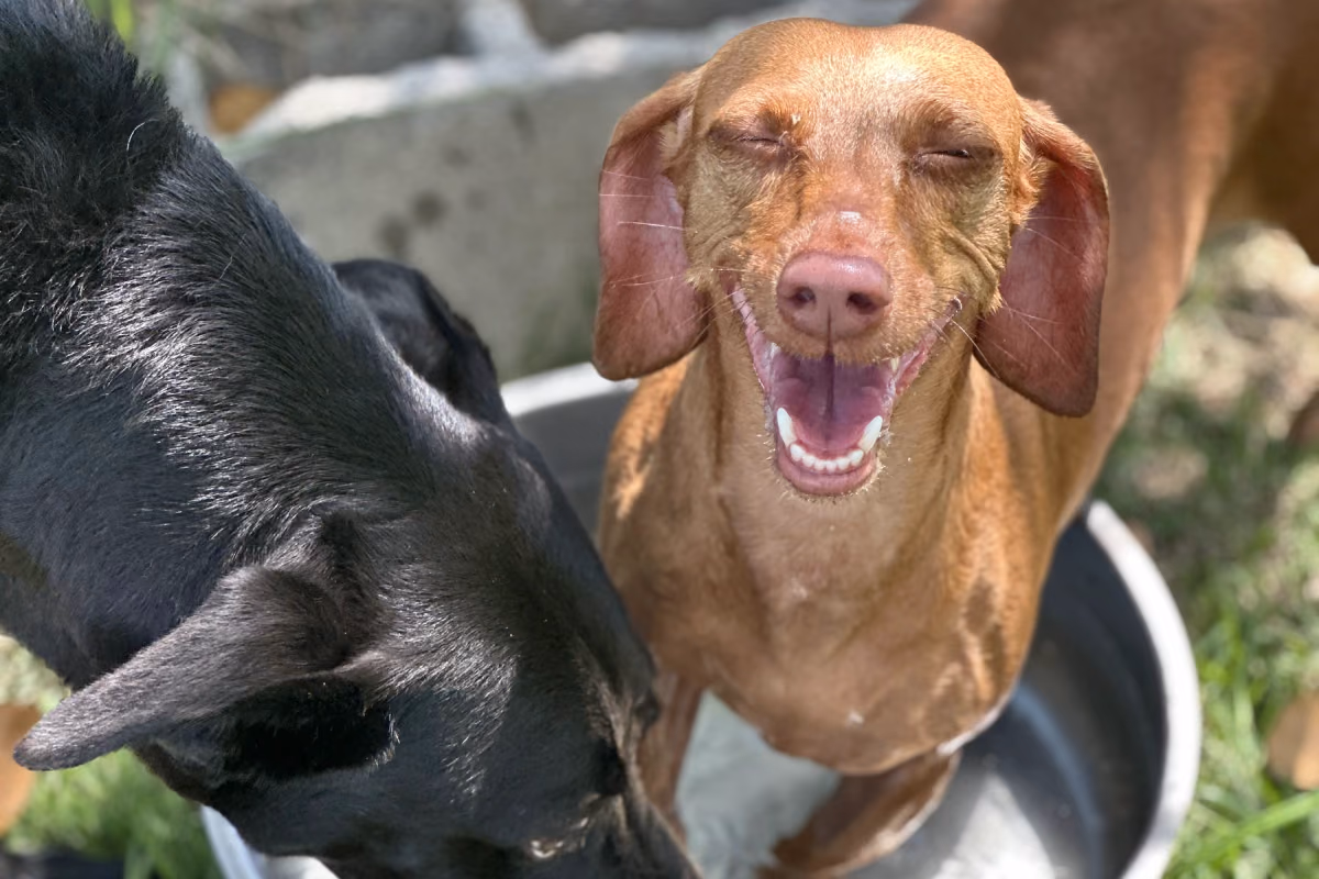Como fazer o cachorro parar de latir Cão tranquilo e relaxado, sem latidos por tédio ou ansiedade