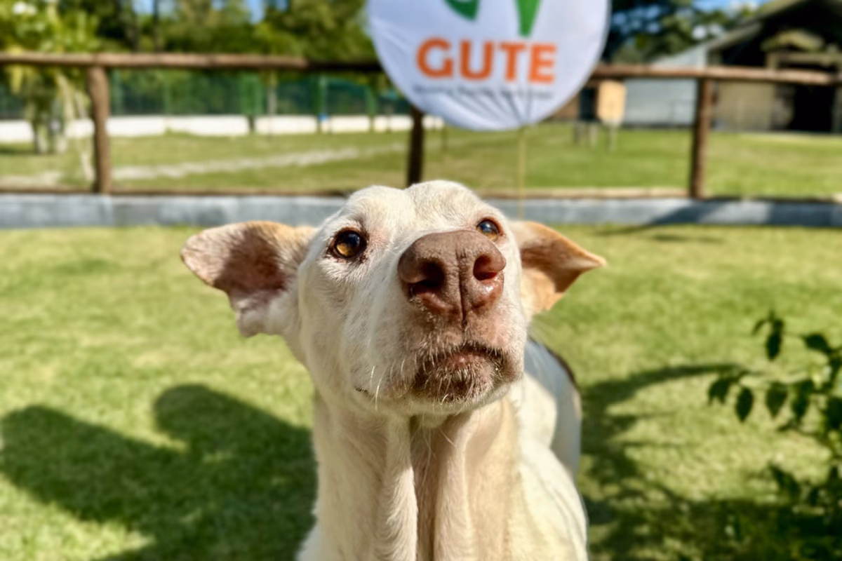 Como funciona um hotel para cachorro Cão de pelo claro diante da placa do Gute, na área verde do hotel