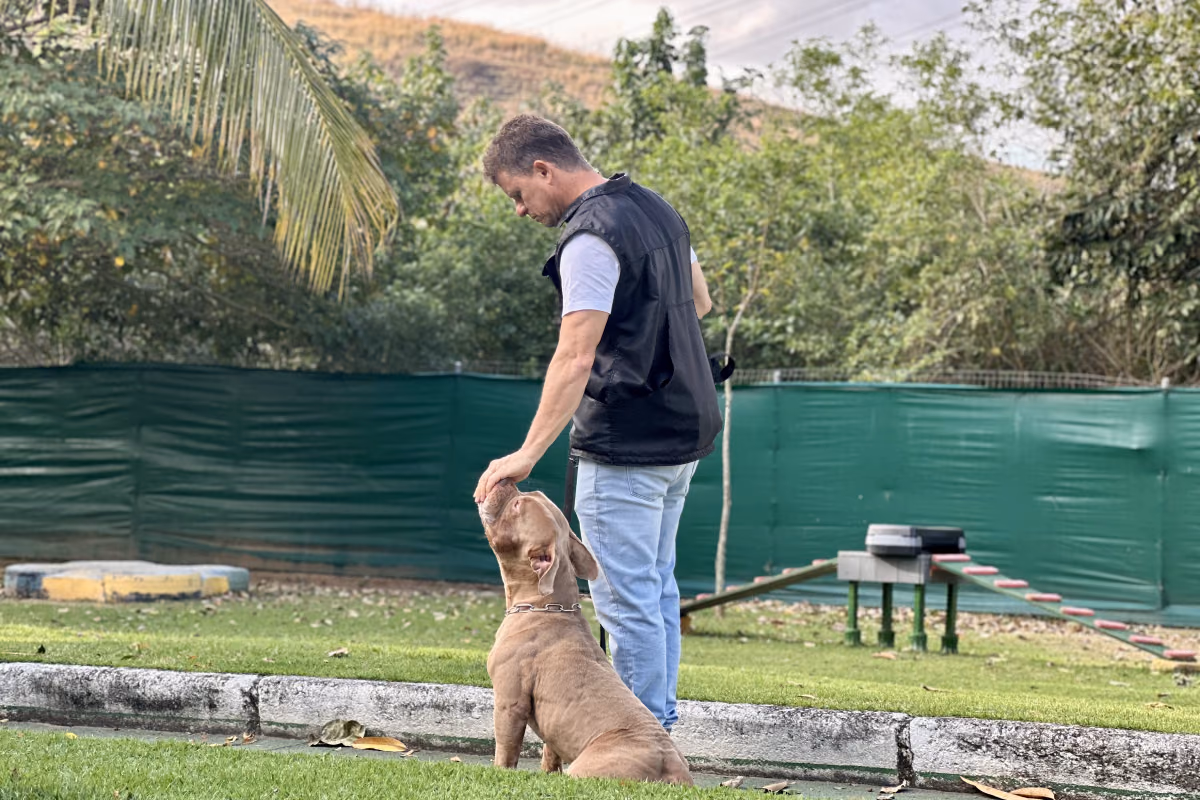 Como saber se o cachorro está com febre Adestrador com a mão na cabeça de um golden retriever sentado