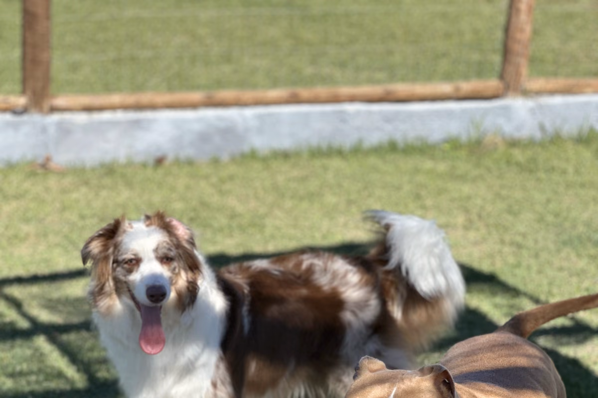 Como socializar um cachorro Cães socializando com segurança em ambiente controlado