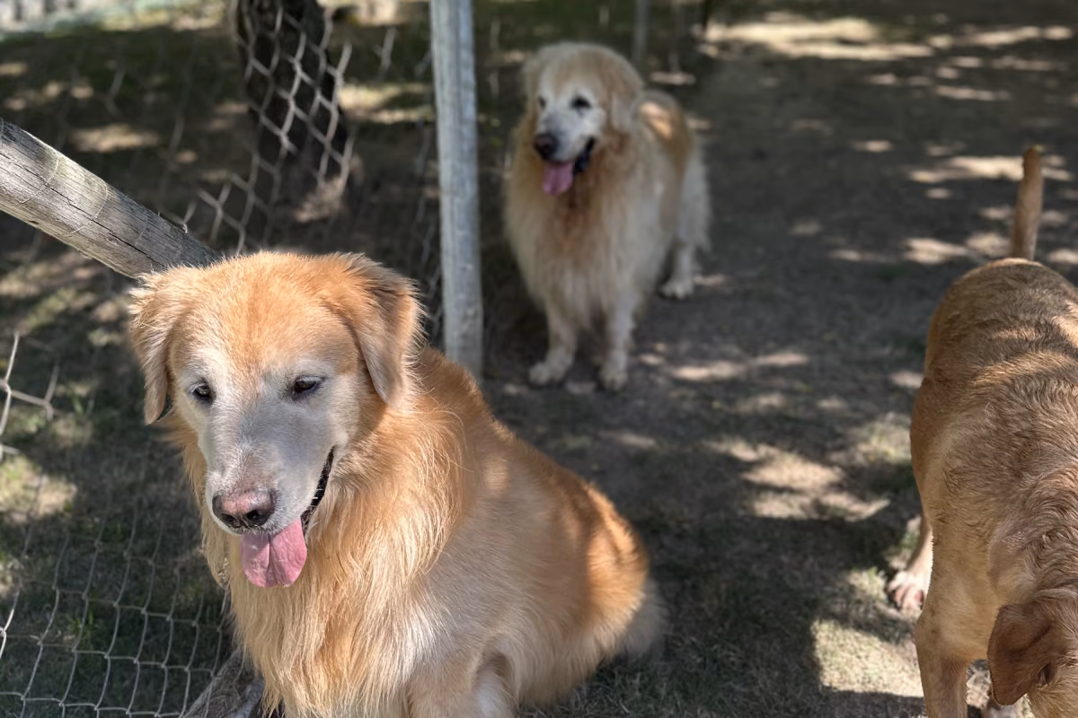 Cuidados com cachorro idoso: o guia completo Cão idoso descansando sereno ao sol, com qualidade de vida