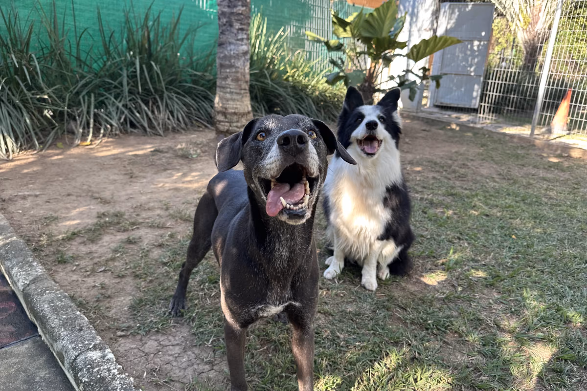 Doença do carrapato em cachorro: sintomas, fases e prevenção Dois cães lado a lado num pátio de terra cercado de vegetação