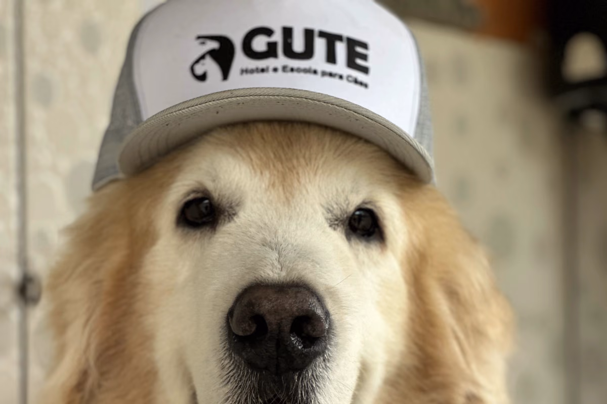 Hotel para cachorro no Natal e Réveillon no Rio de Janeiro Golden retriever de boné do Gute e bandana estampada, olhando para a câmera