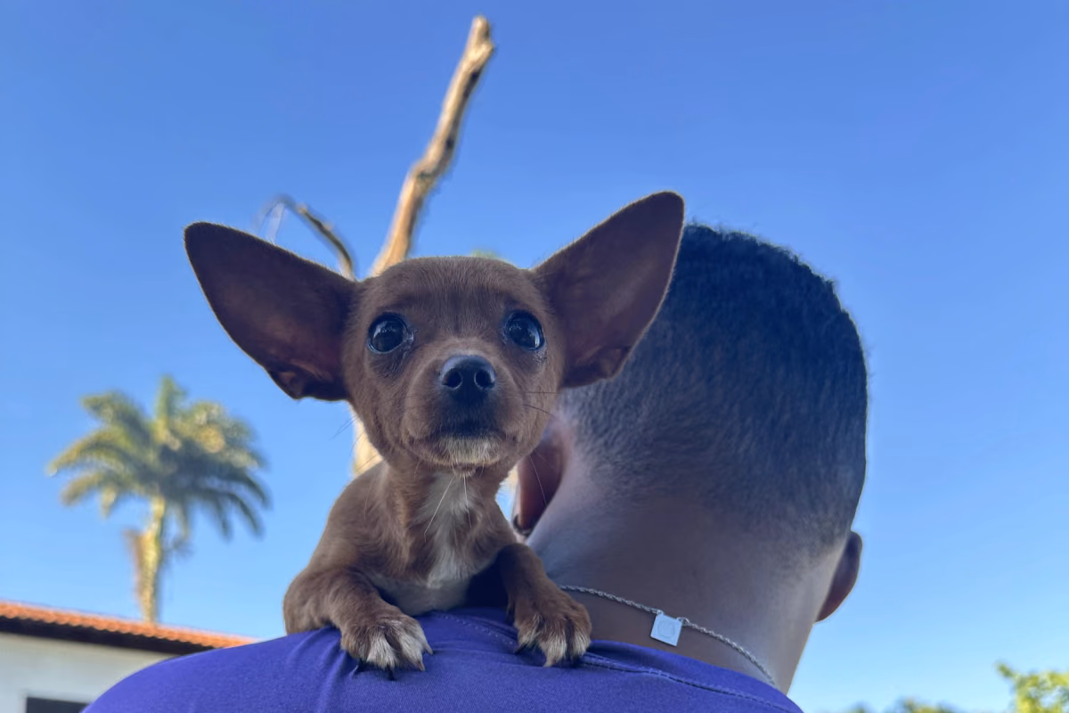 Hotel para cachorro ou pet sitter: qual escolher? Cão pequeno apoiado no ombro de um cuidador de camiseta do Gute