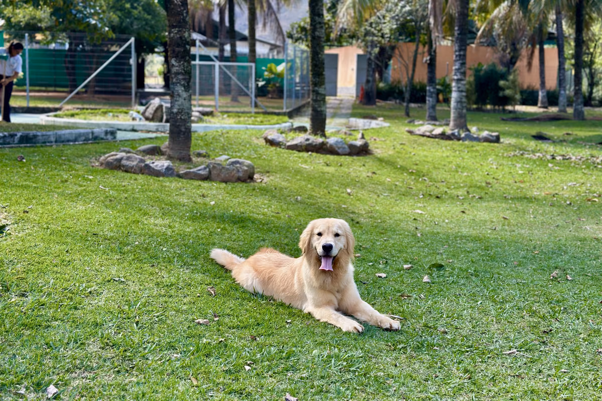 Vou morar fora: o que fazer com o meu cachorro? Cão tranquilo em ambiente acolhedor, cercado de cuidado