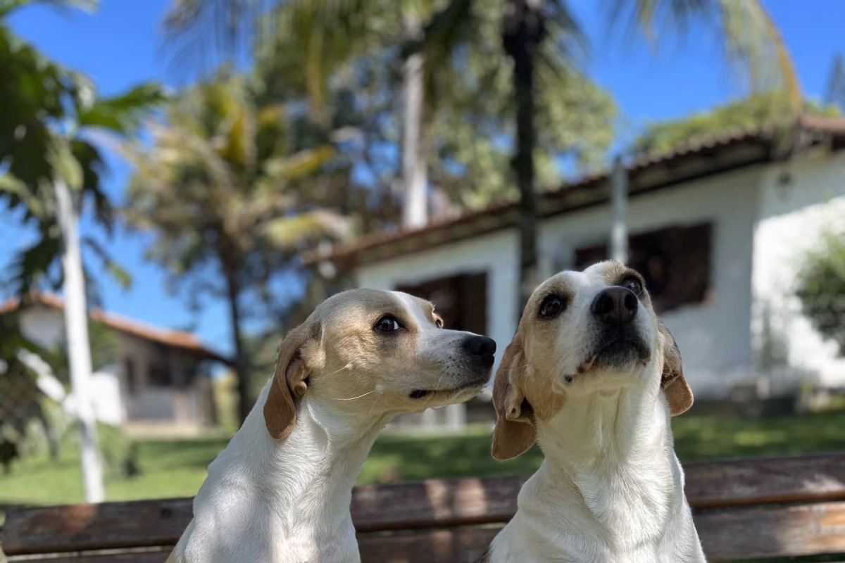O que fazer com o cachorro no Ano Novo Dois cães sentados num banco de madeira, olhando para o alto