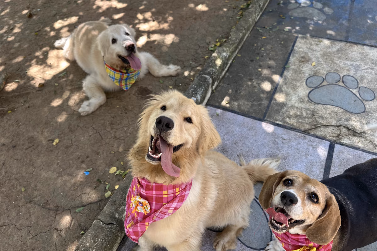 Onde deixar o cachorro nas férias de fim de ano Cão aproveitando o gramado do Gute durante a hospedagem de fim de ano