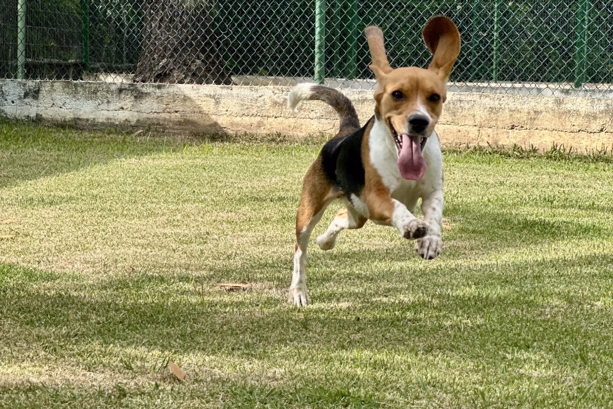 Parvovirose em cachorro: sintomas, transmissão e tratamento Beagle jovem correndo no gramado cercado