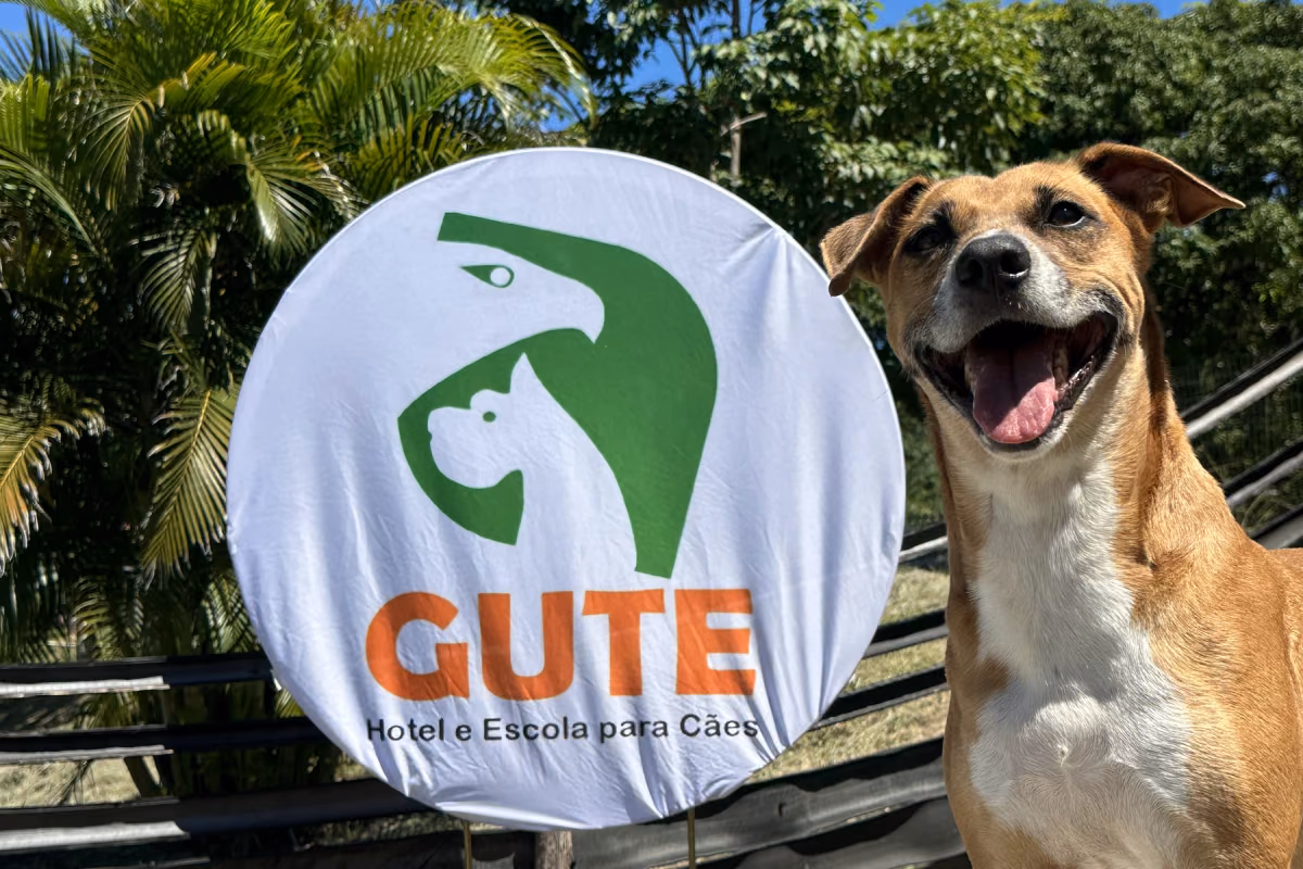 Festas de fim de ano: os perigos escondidos para o cão dentro de casa Mesa de ceia de fim de ano — atenção aos alimentos ao alcance do cão