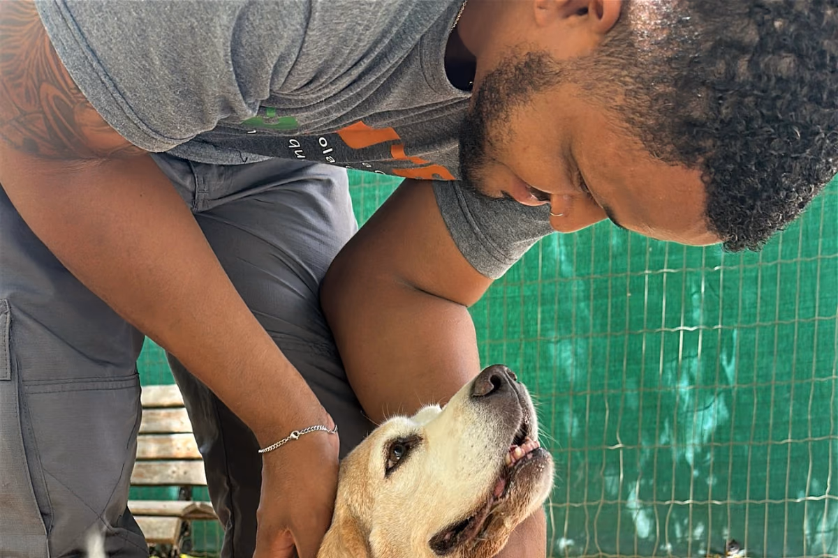 Pode dar dipirona para cachorro? Cão sendo avaliado por um veterinário, a única fonte segura de medicação