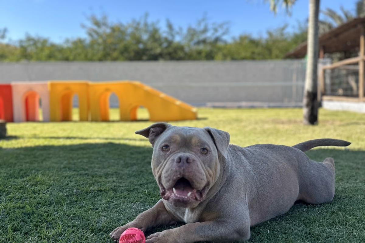 Presente de Natal para cachorro: ideias seguras para cada perfil Shar-pei deitado na grama com um brinquedo rosa entre as patas
