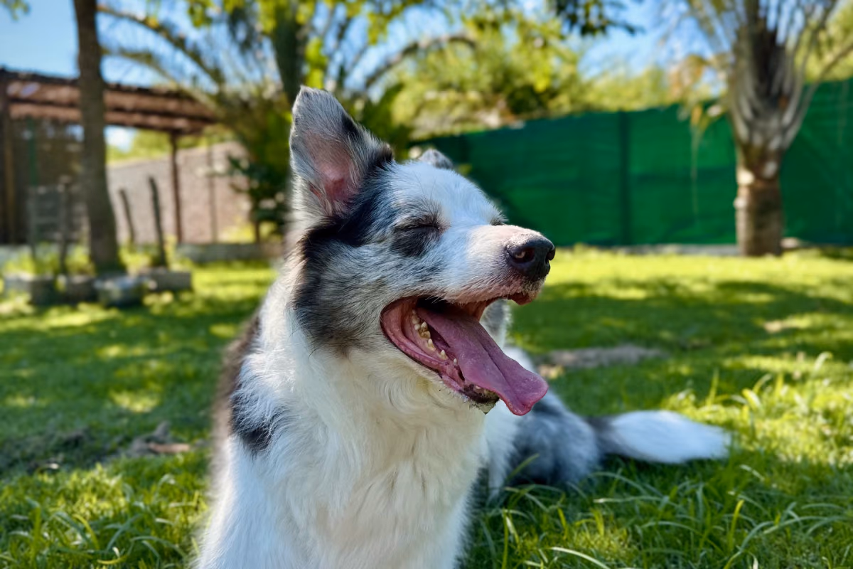 Pulga em cachorro: como identificar e acabar com a infestação Border collie deitado na grama, de boca aberta