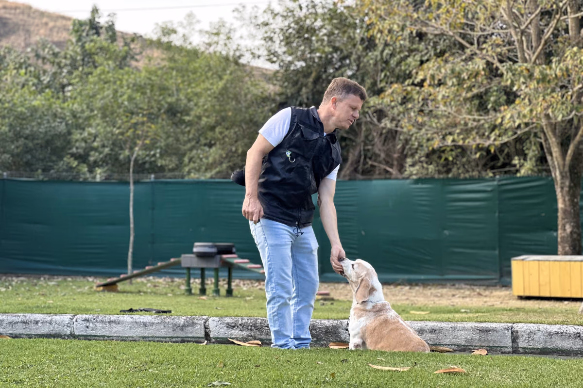 Quantas vezes por dia o cachorro deve comer Adestrador oferecendo um petisco na mão para um cão sentado
