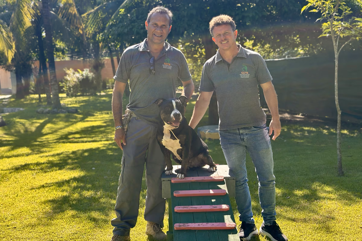 Quanto custa adestrar um cachorro no Rio de Janeiro Dois adestradores do Gute ao lado de um cão sentado num obstáculo de agilidade