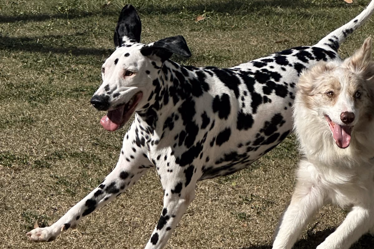 Quanto custa creche para cachorro no Rio de Janeiro Dálmata e outro cão brincando juntos no gramado