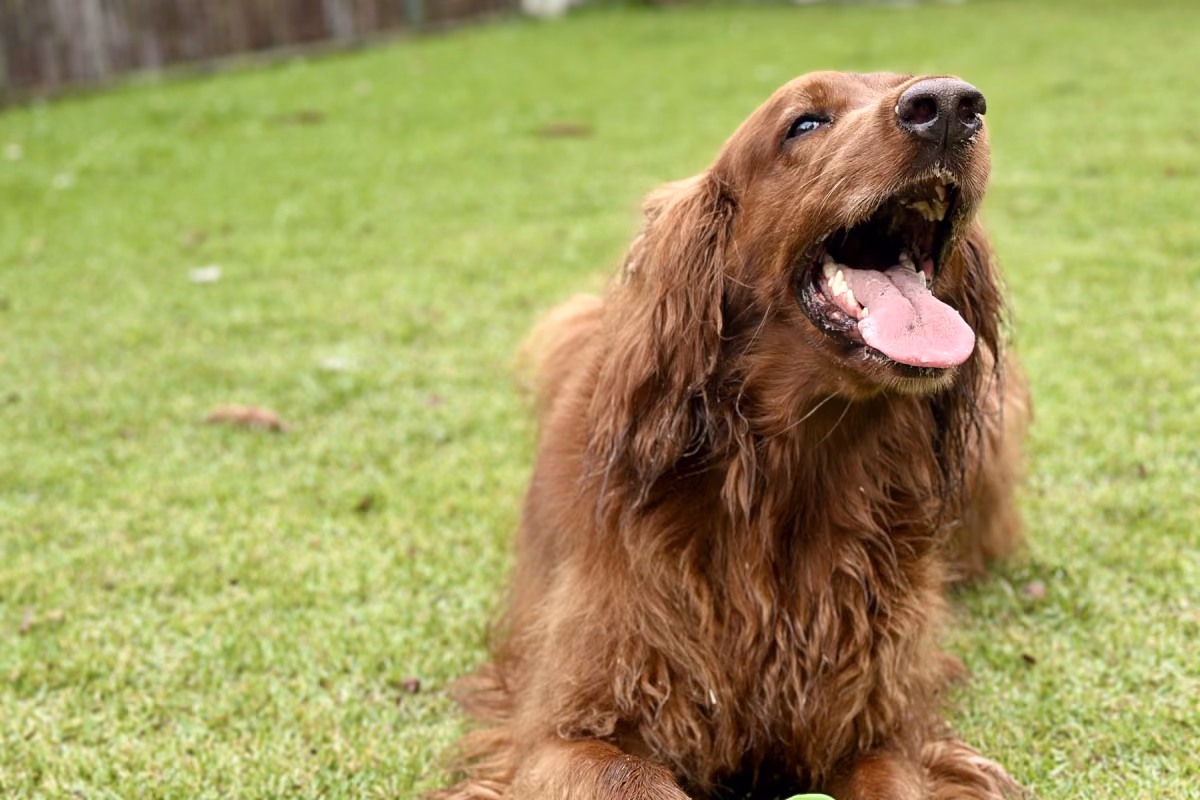 Quantos anos vive um cachorro? Cão idoso saudável, símbolo de uma vida longa e bem cuidada
