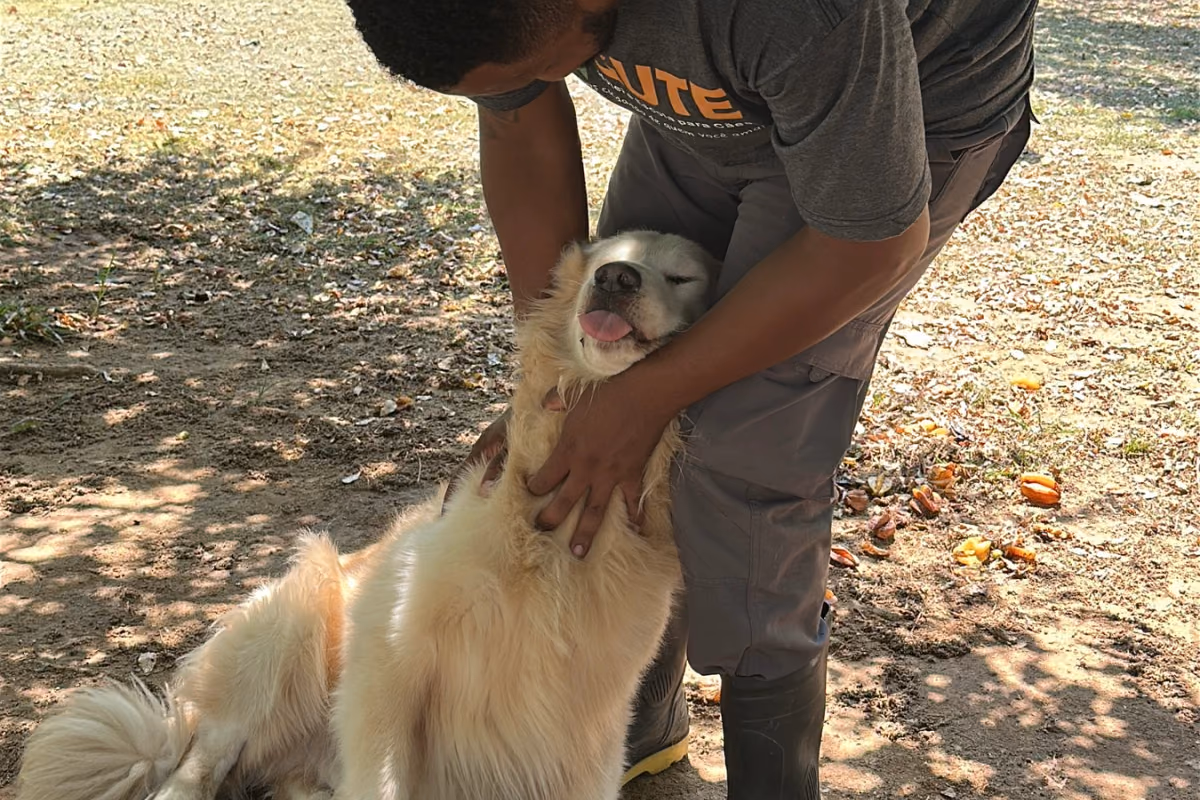 Vacinas e cuidados exigidos para hospedar o cachorro Carteira de vacinação do cão — documento exigido para a hospedagem