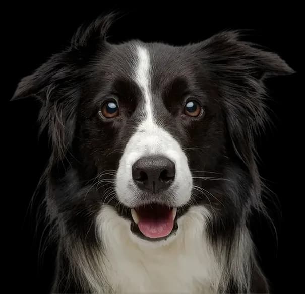 Cão sorrindo — serviço de Táxi Dog do Gute