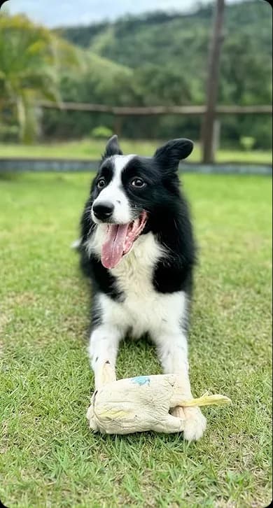 Área verde do sítio do Gute com espaço amplo para os cães