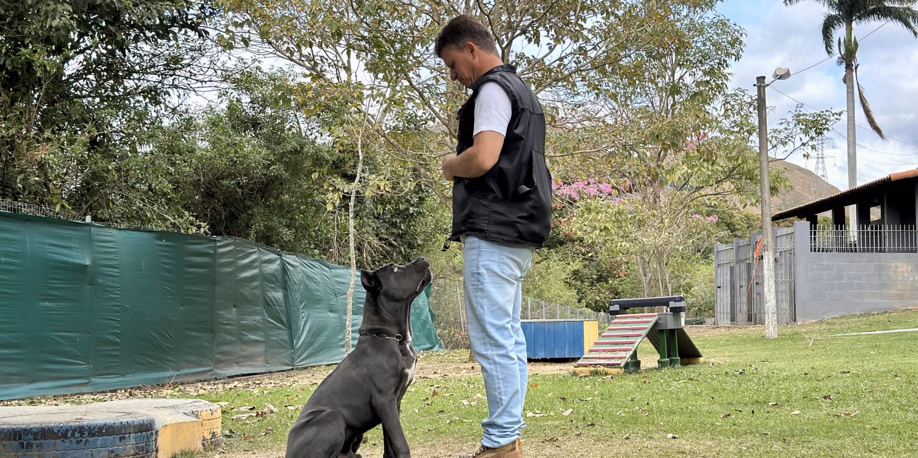 Adestramento intensivo de 40 dias no Rio de Janeiro Cão sentado ao comando do adestrador em campo aberto do Gute Hotel e Escola para Cães