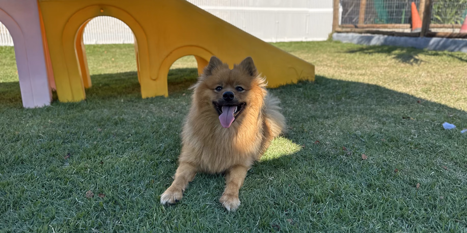 Creche para cachorro no Rio de Janeiro Cão alegre diante do playground do Gute Hotel e Escola para Cães