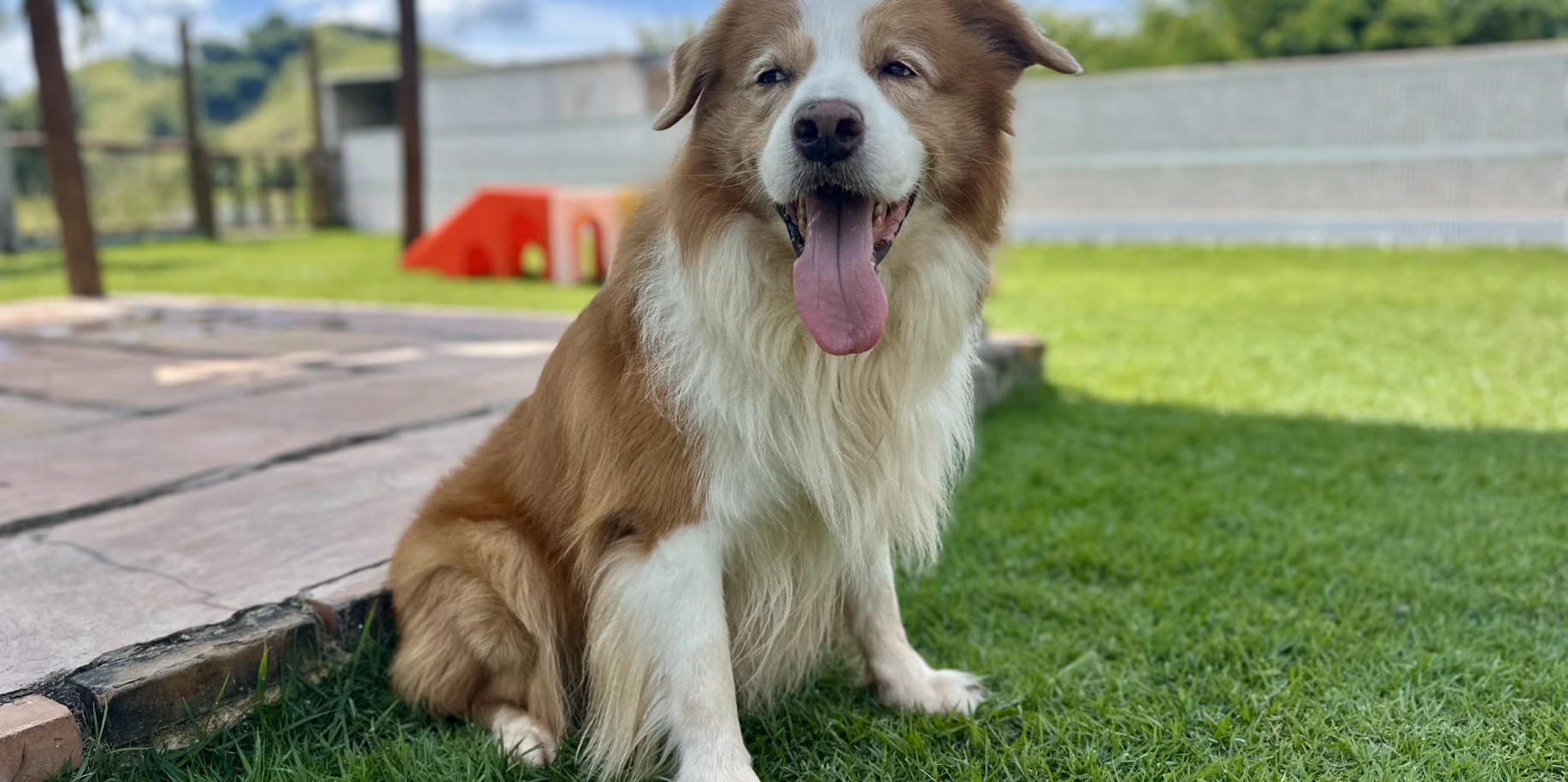 Hospedagem para cães idosos no Rio de Janeiro Cão idoso sentado tranquilo no gramado do Gute Hotel e Escola para Cães