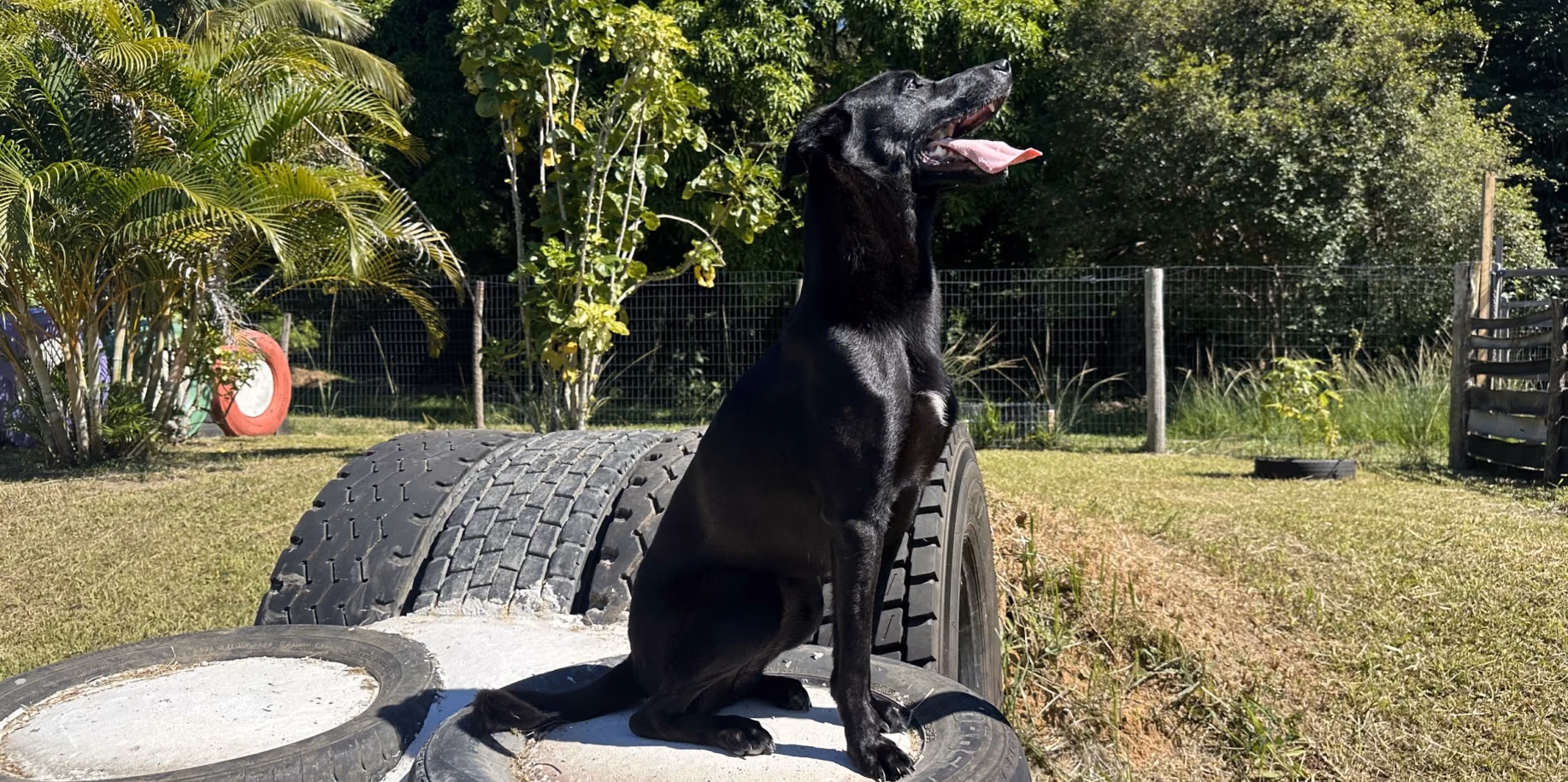 Hospedagem para cães reativos e agressivos no Rio de Janeiro Cão em espaço próprio e cercado no Gute Hotel e Escola para Cães, sem convívio forçado