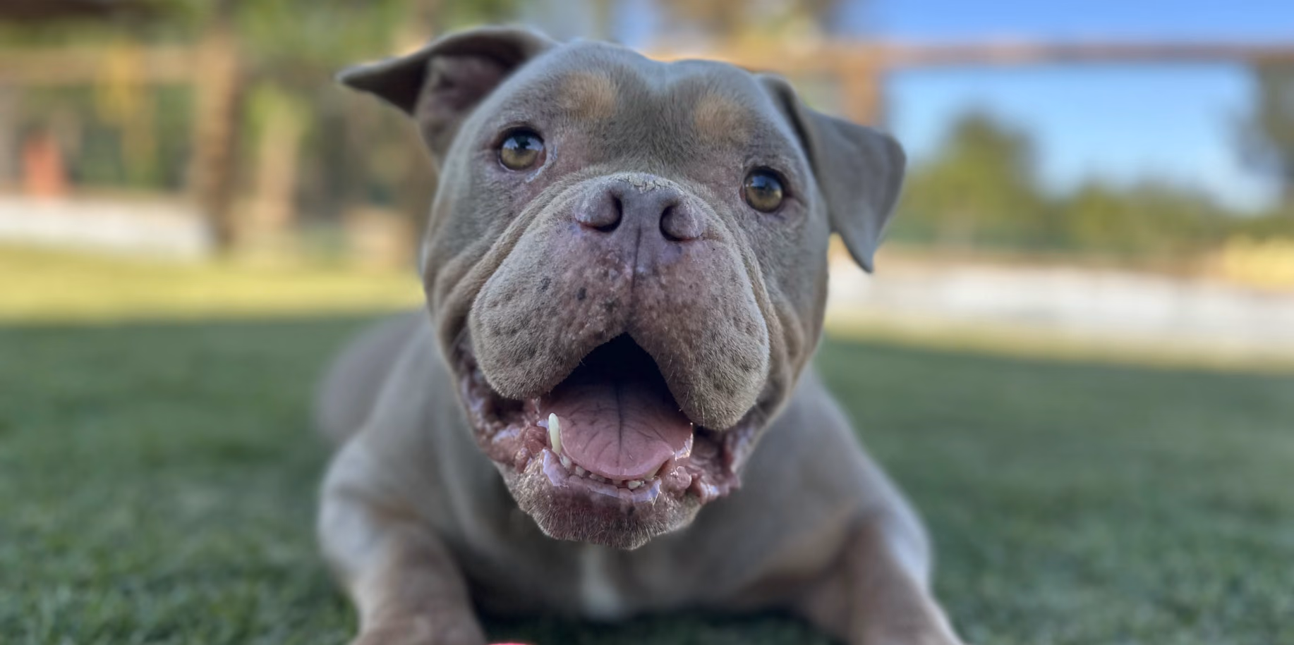 Hospedagem para filhotes Cão jovem no gramado do Gute Hotel e Escola para Cães