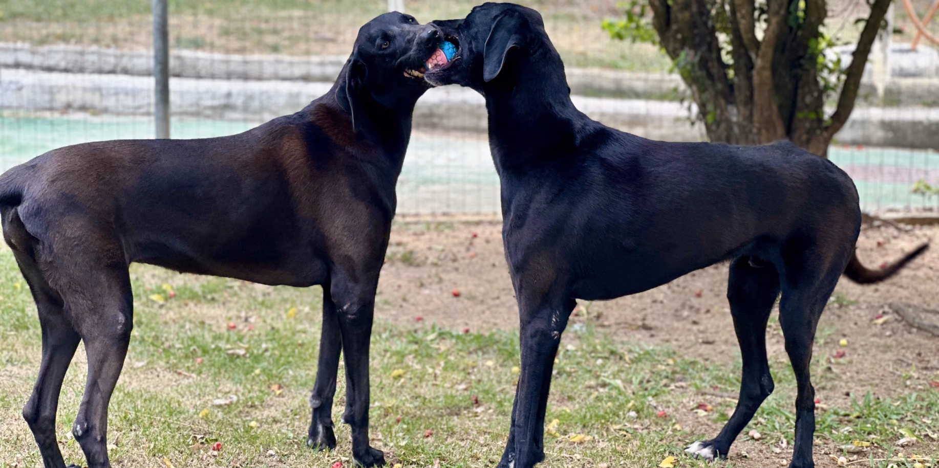 Hospedagem para cães de grande porte no Rio de Janeiro Dois cães de grande porte no gramado do Gute Hotel e Escola para Cães