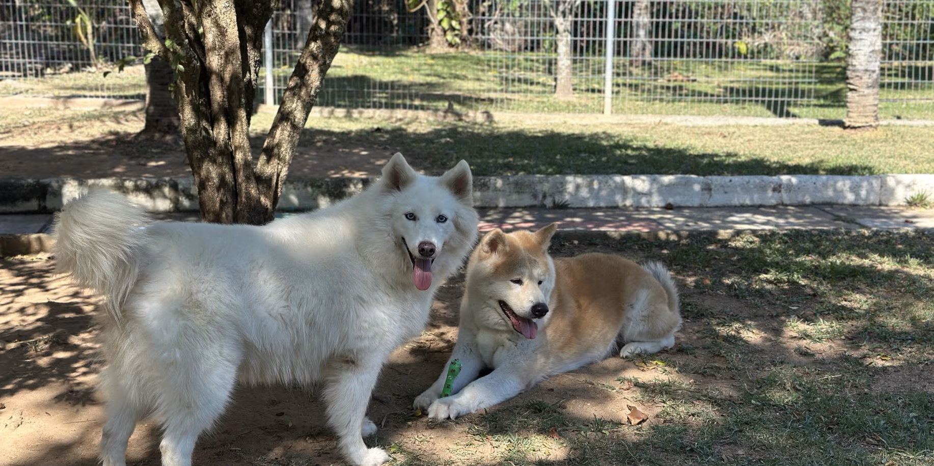 Dois cães à vontade na sombra da área gramada e cercada da hospedagem do Gute Hotel e Escola para Cães