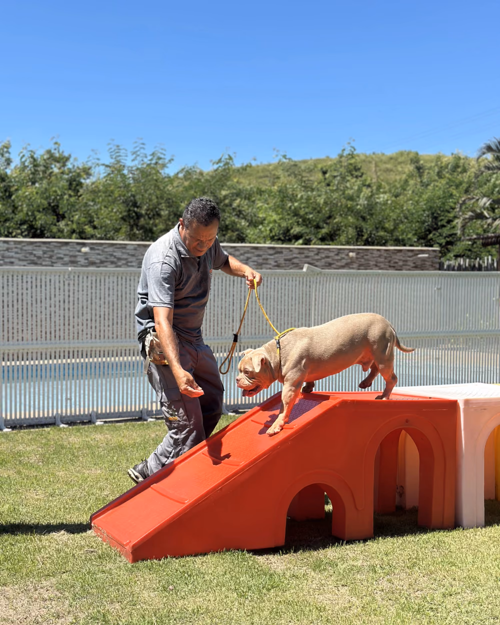 Cão conduzido sobre um obstáculo durante o treino no Gute Hotel e Escola para Cães