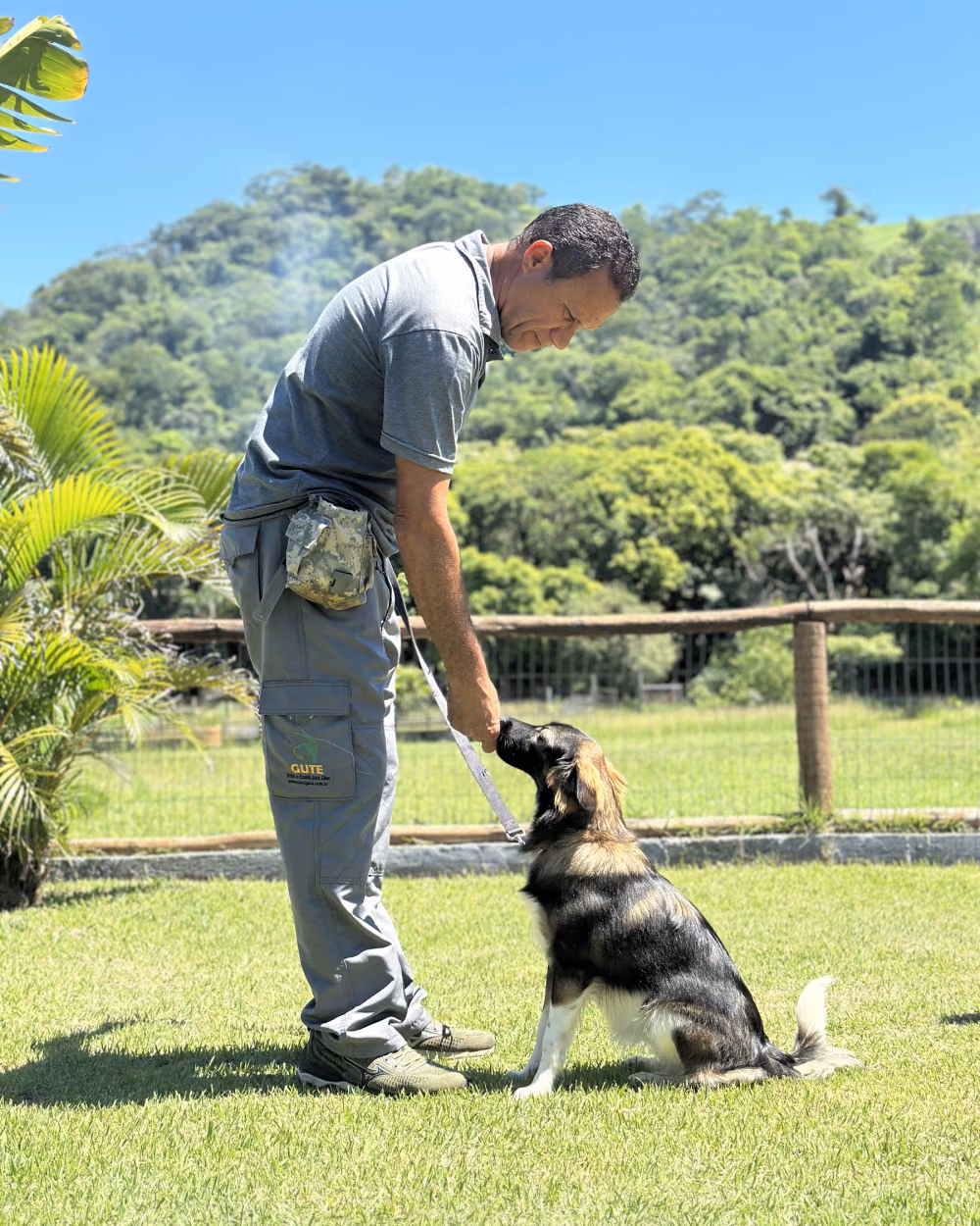 Cão sentado e atento ao adestrador em campo aberto do Gute Hotel e Escola para Cães
