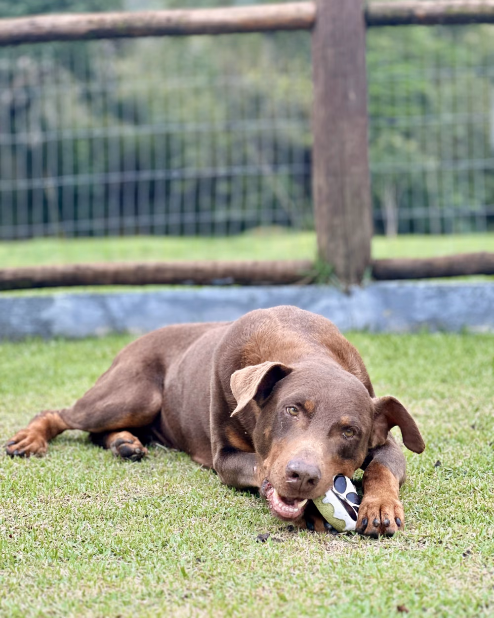 Cão idoso deitado na grama, descansando no Gute Hotel e Escola para Cães
