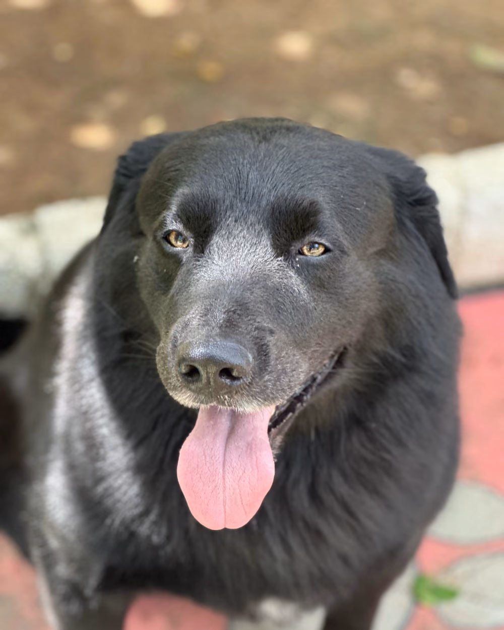 Cão calmo em close no gramado do Gute Hotel e Escola para Cães