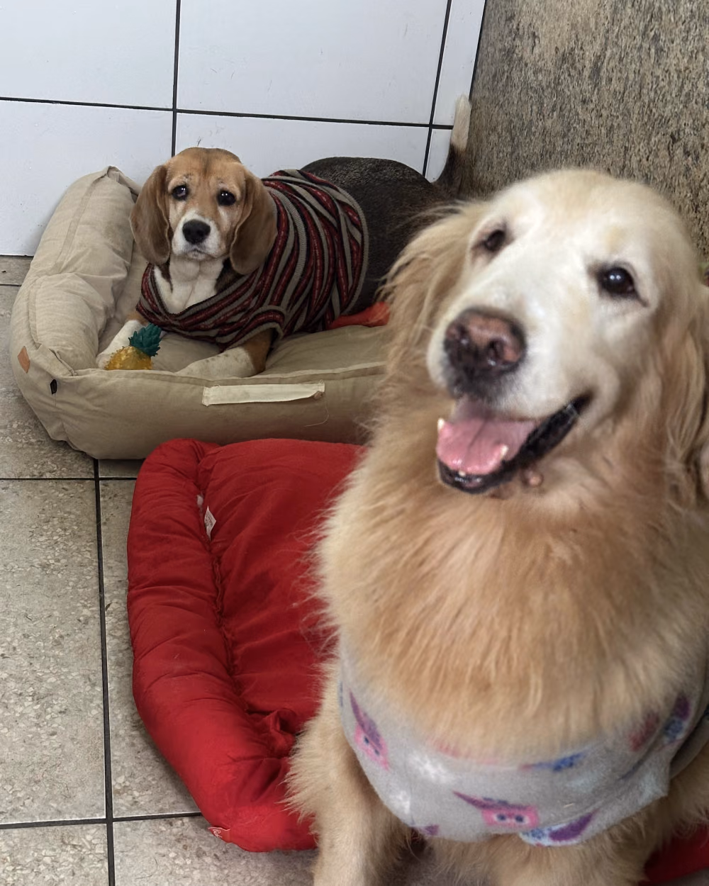 Cães acomodados em camas no Gute Hotel e Escola para Cães