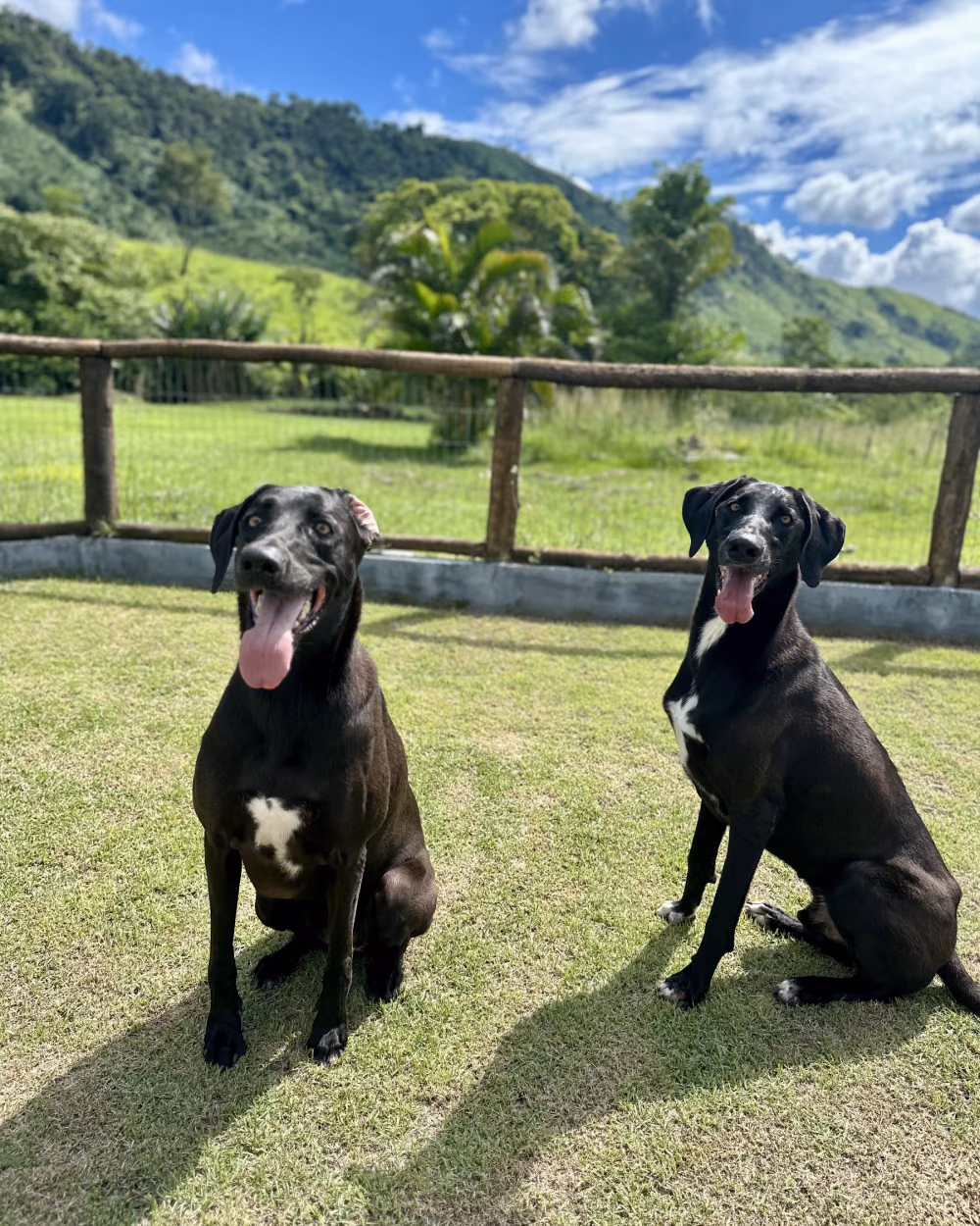 Dois cães de grande porte sentados no gramado do Gute Hotel e Escola para Cães