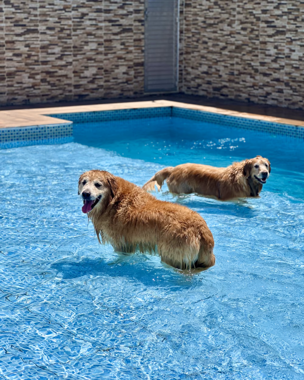 Dois cães na piscina do Gute Hotel e Escola para Cães
