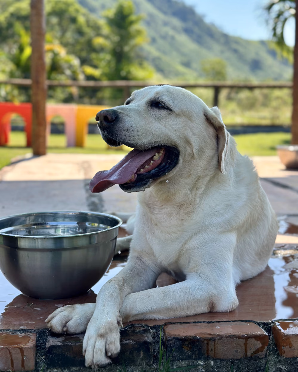 Cão idoso descansando ao lado da vasilha de água no Gute Hotel e Escola para Cães