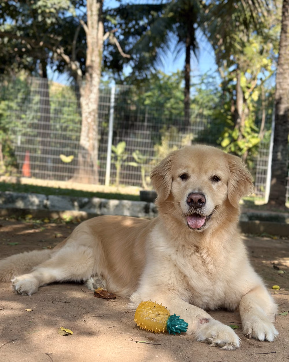 Cão deitado com o brinquedo, acomodado no Gute Hotel e Escola para Cães