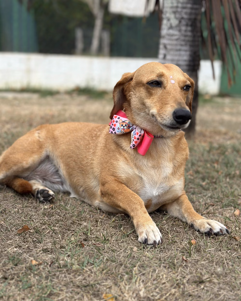 Cão deitado à vontade no gramado do Gute Hotel e Escola para Cães