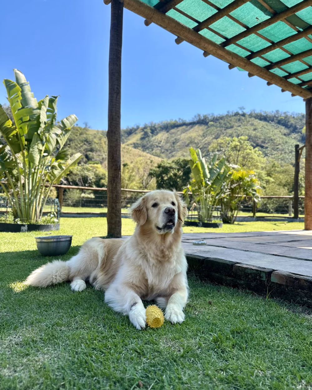 Cão deitado sob a cobertura na área verde do Gute Hotel e Escola para Cães