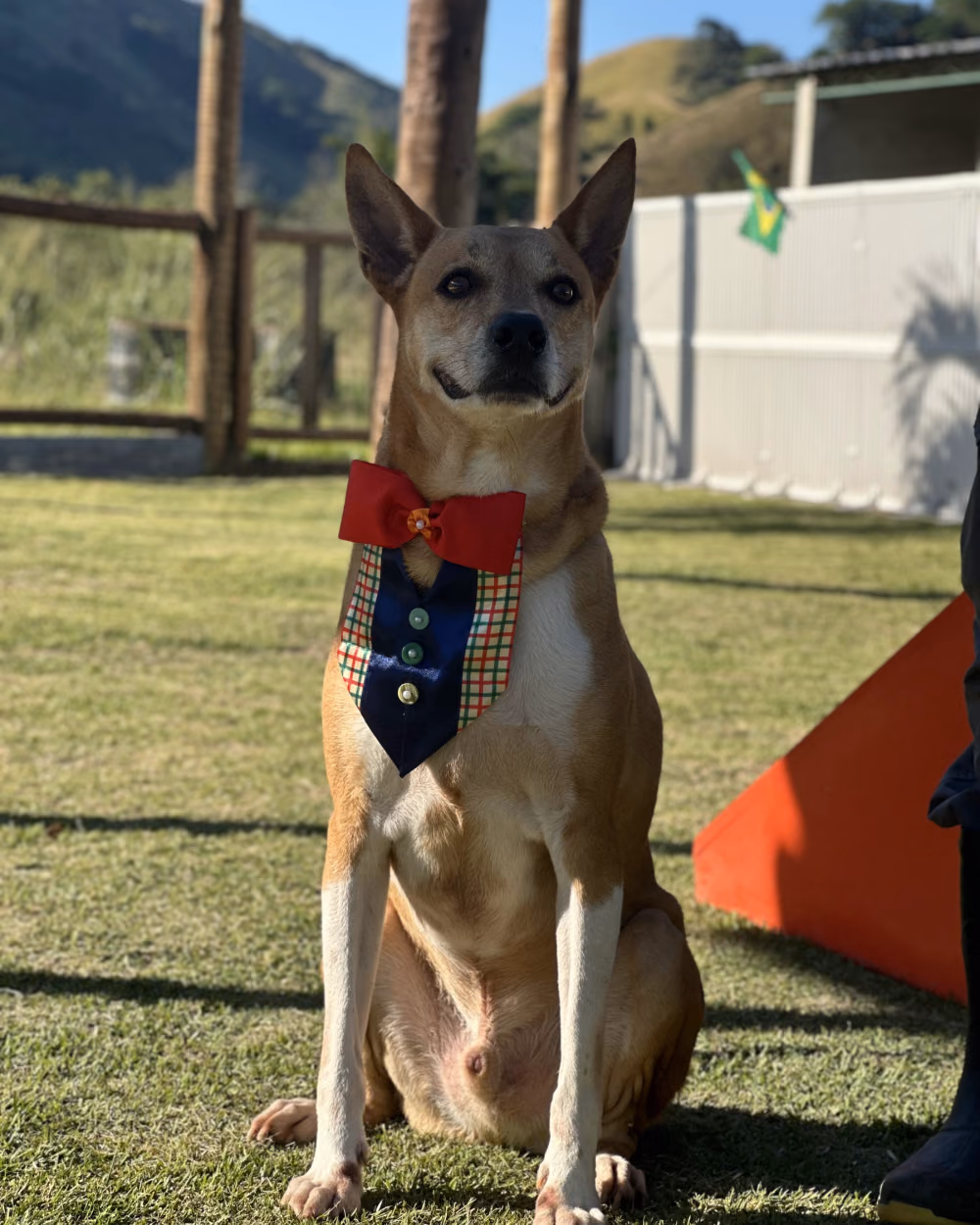 Cão sentado no gramado do Gute Hotel e Escola para Cães
