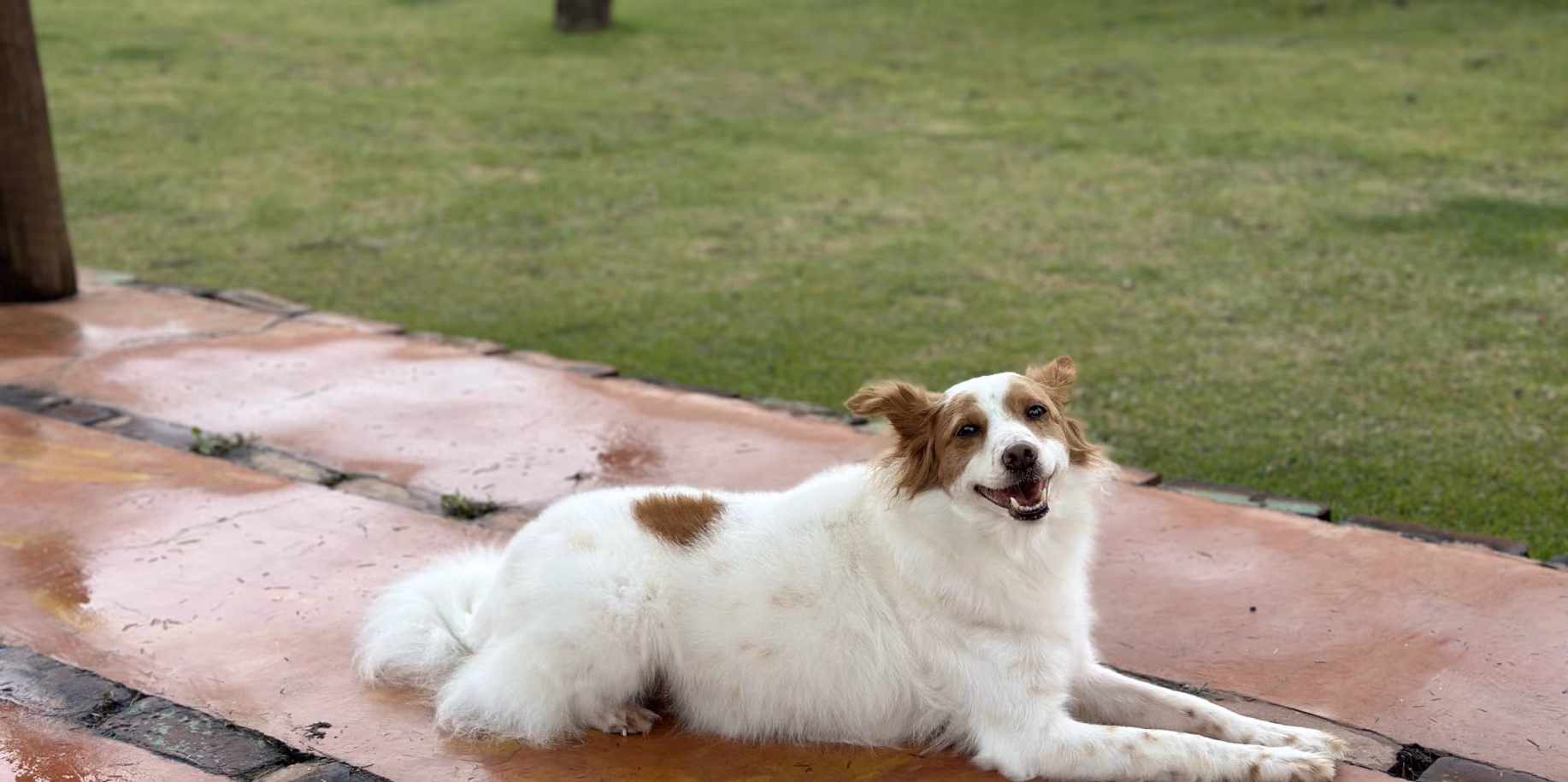 Residência para cães idosos no Rio de Janeiro Cão idoso descansando ao sol no Gute Hotel e Escola para Cães