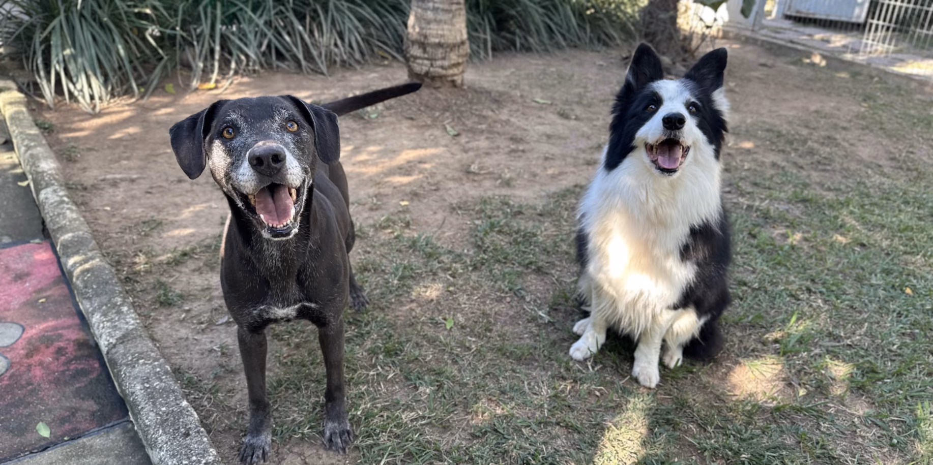 Lar temporário para cachorro Dois cães lado a lado no gramado do Gute Hotel e Escola para Cães