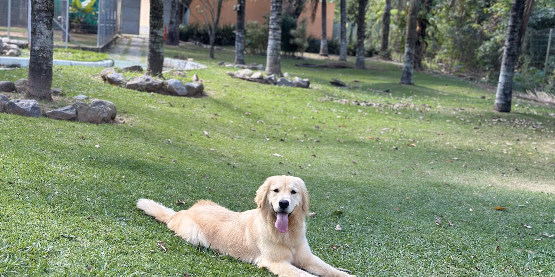 Moradia permanente para cães Cão deitado no gramado amplo do Gute Hotel e Escola para Cães, onde vive em tempo integral