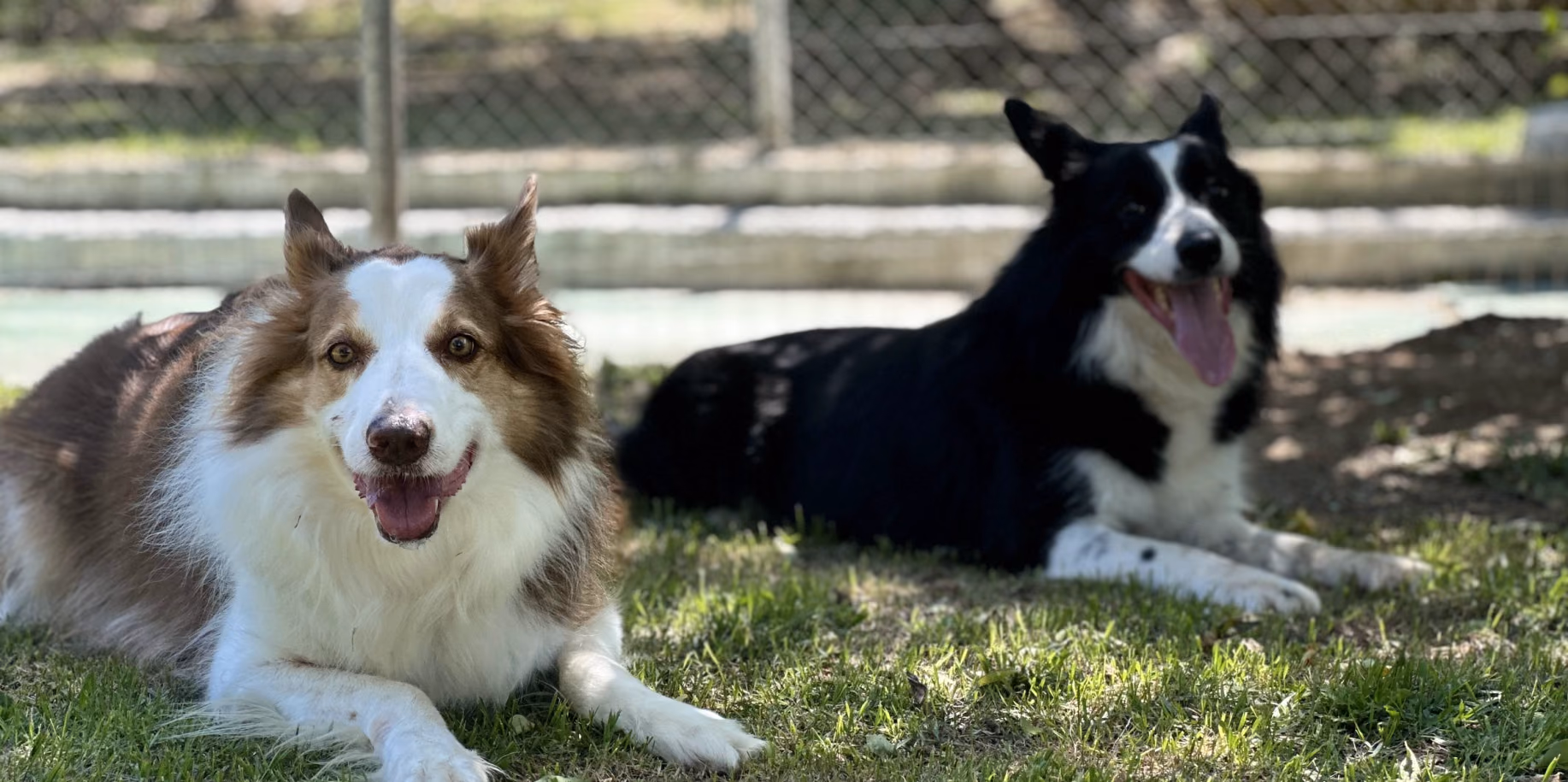 Hospedagem mensal para cachorro Dois cães acomodados no gramado do Gute Hotel e Escola para Cães durante estadia longa