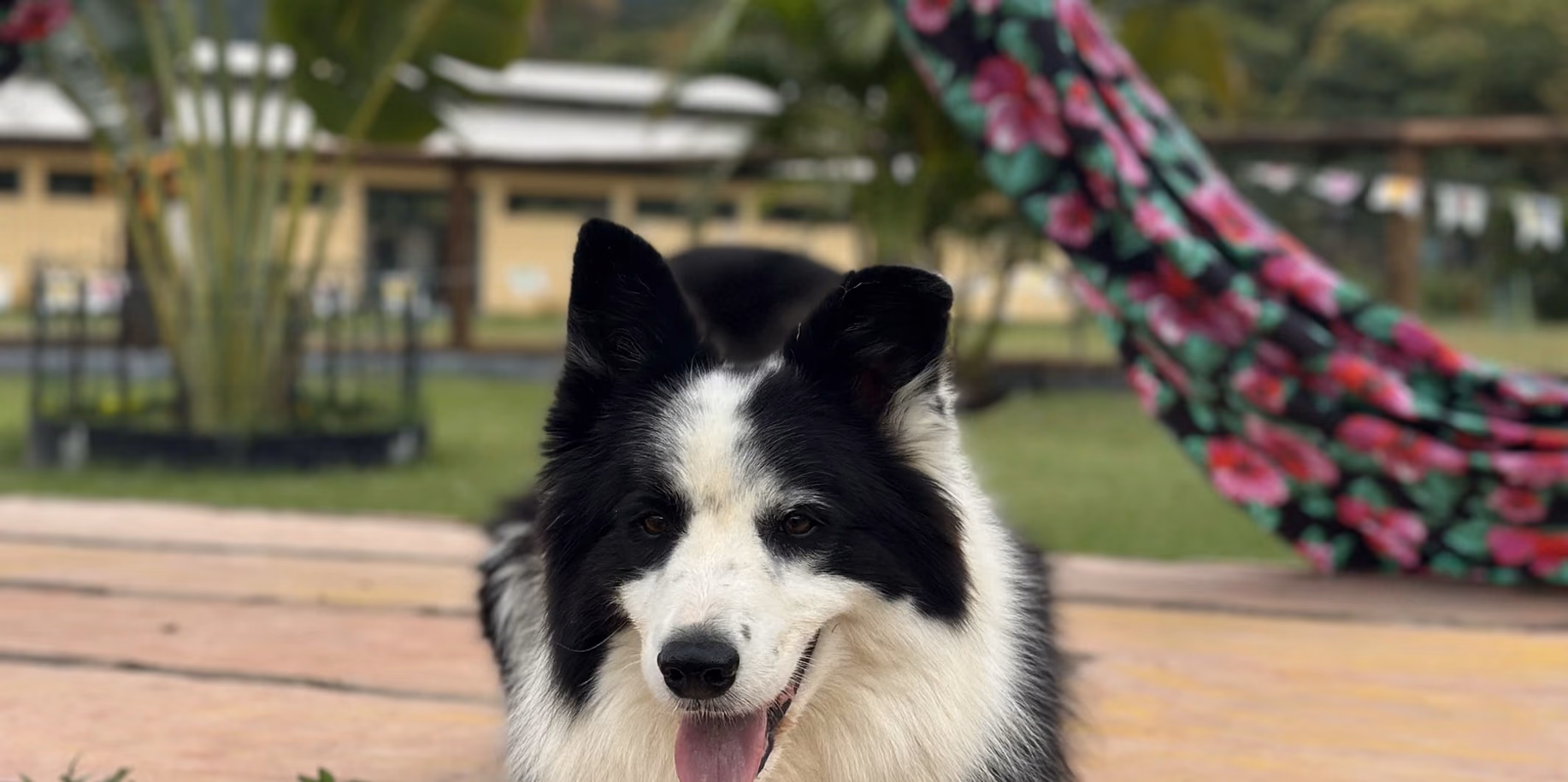 Cão deitado no deck, à vontade, com uma rede ao fundo na residência canina do Gute Hotel e Escola para Cães