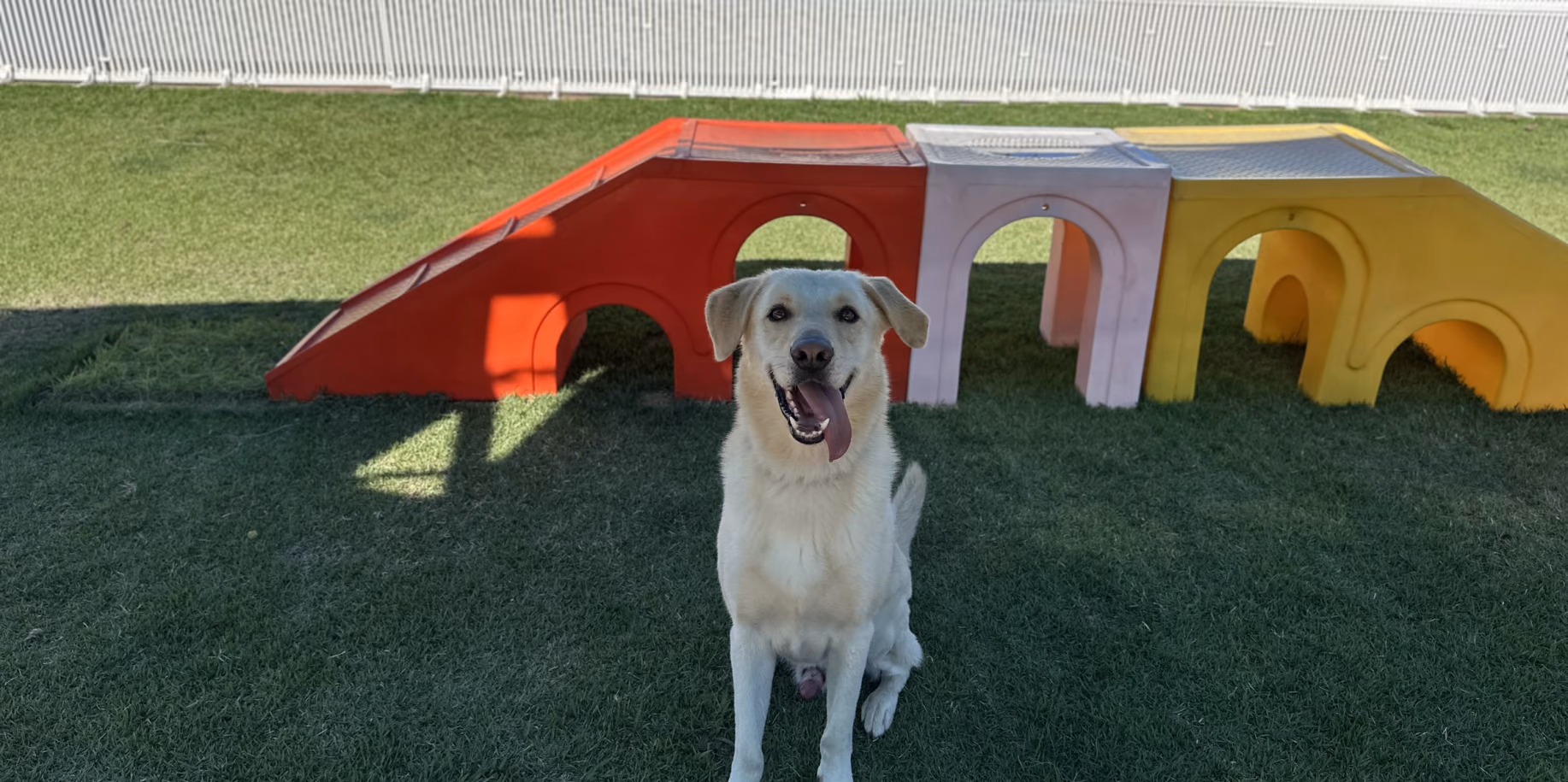 Táxi Dog no Rio de Janeiro Cão no gramado do Gute Hotel e Escola para Cães